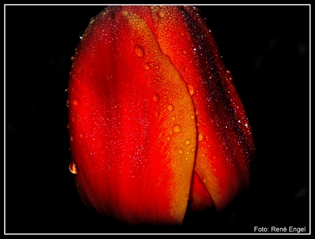 Tulpe