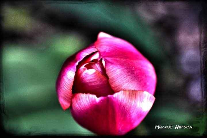 Tulpe