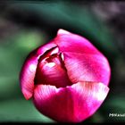 Tulpe