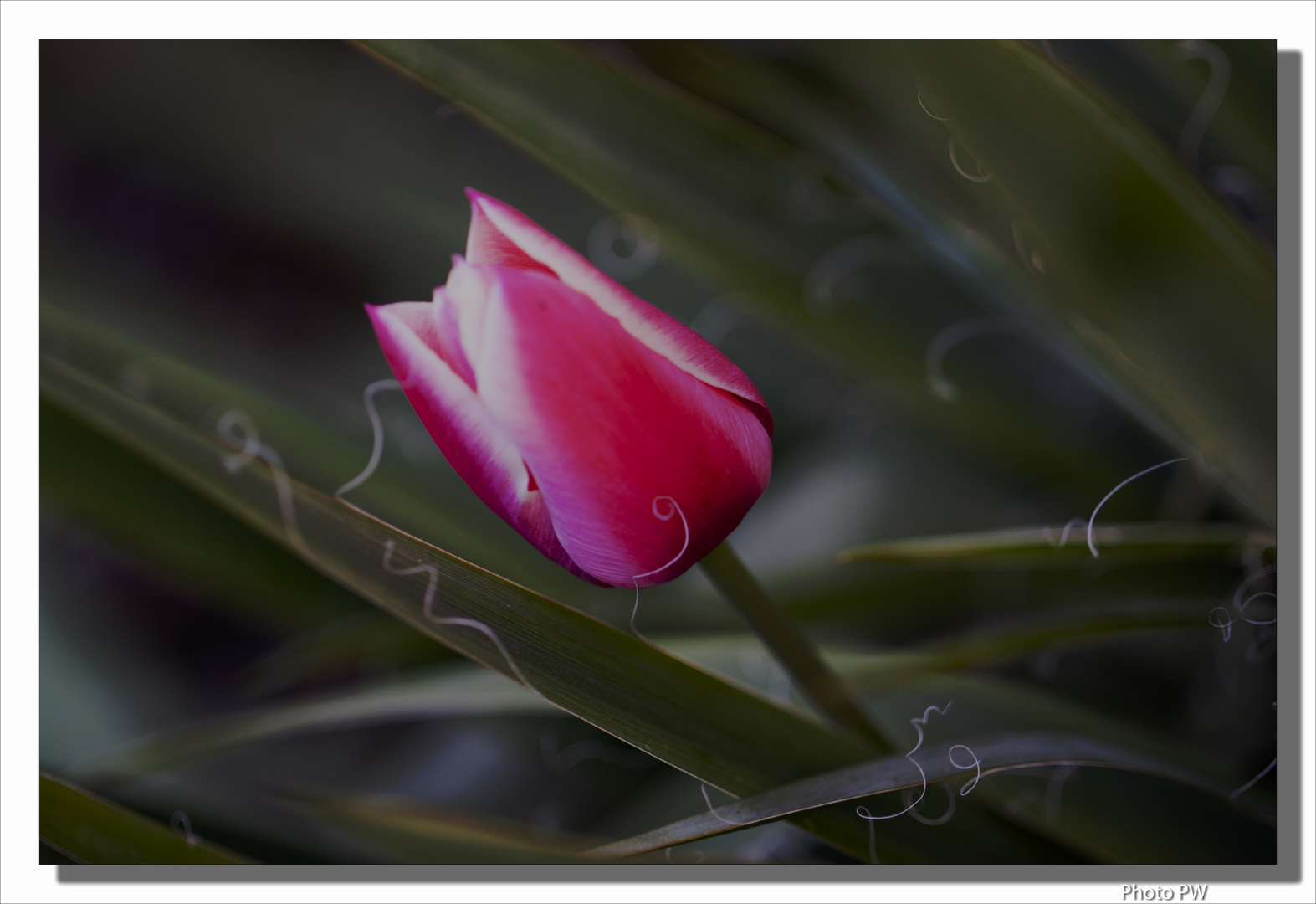 Tulpe