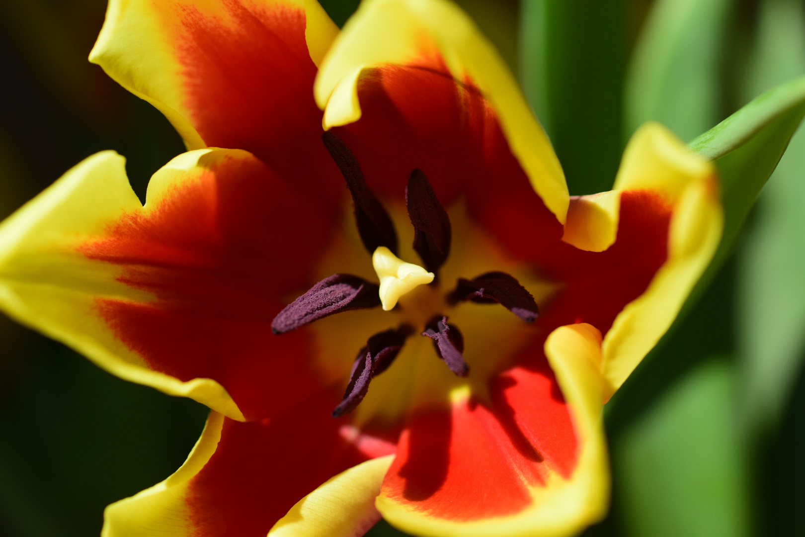 Tulpe