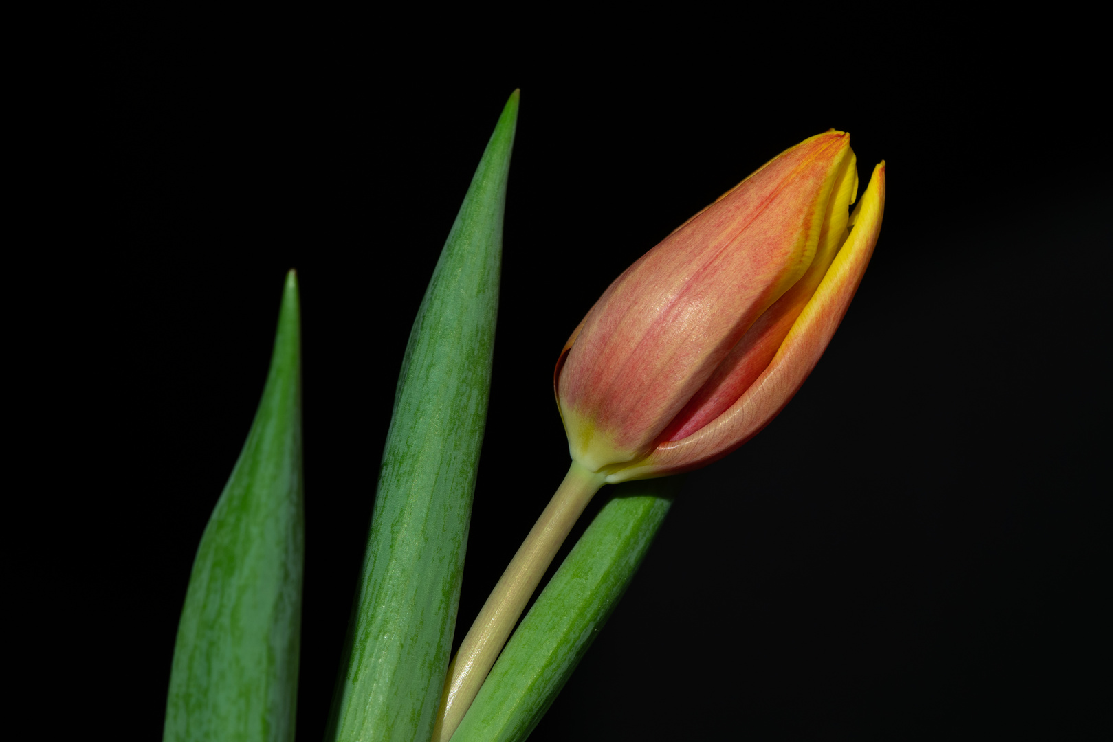 Tulpe