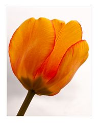 Tulpe