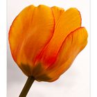 Tulpe