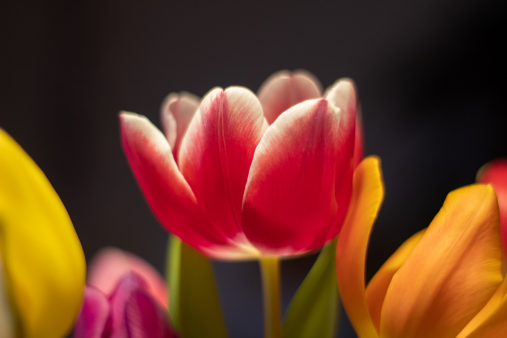 Tulpe