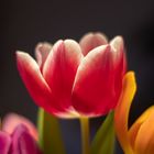 Tulpe