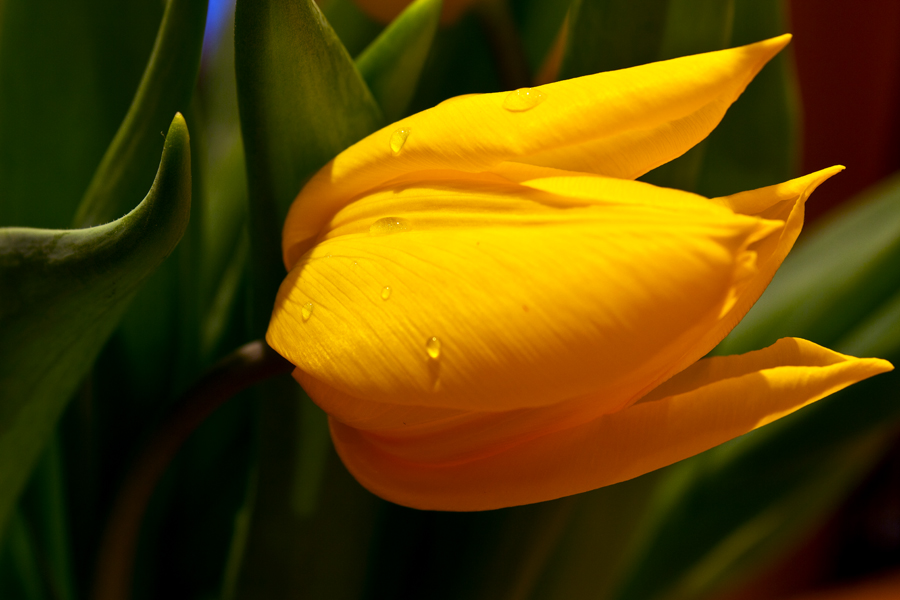 Tulpe