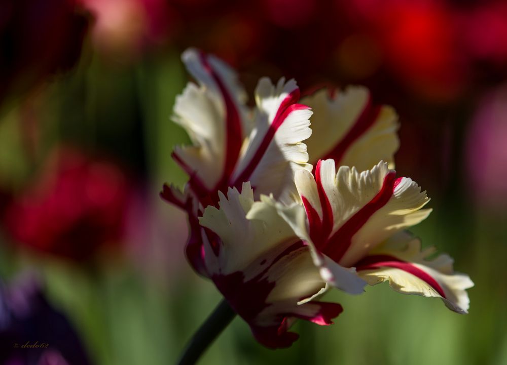 Tulpe 9