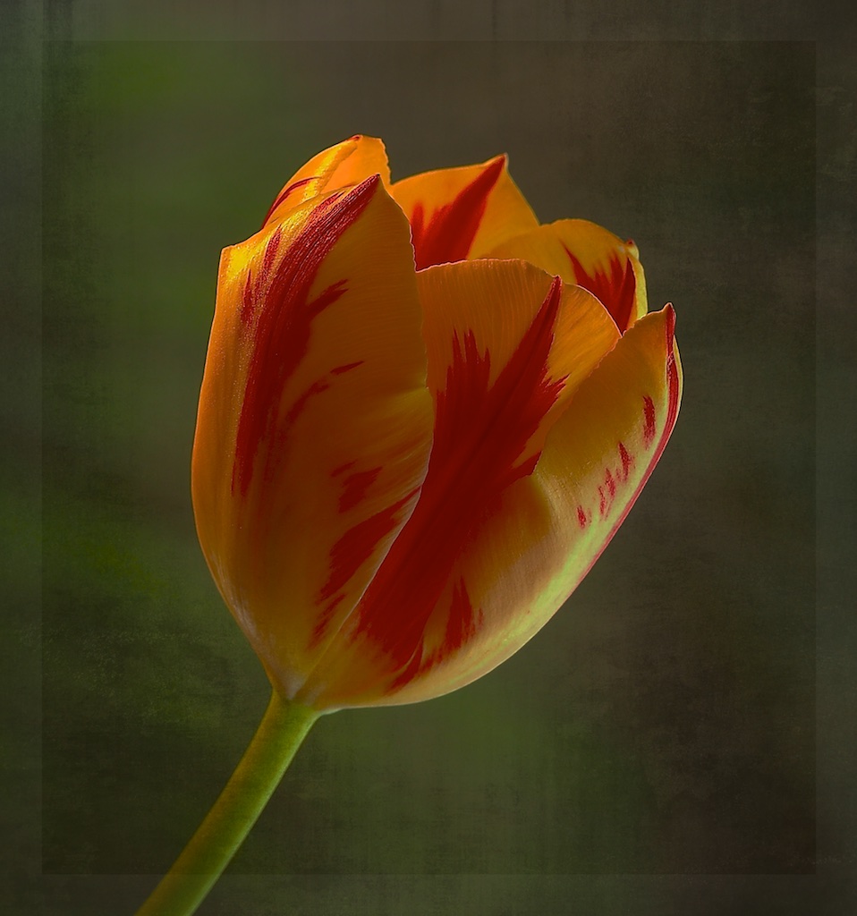 Tulpe 9