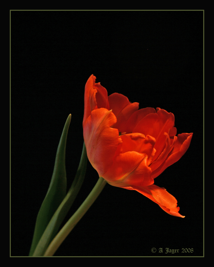 Tulpe 9