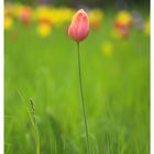 Tulpe