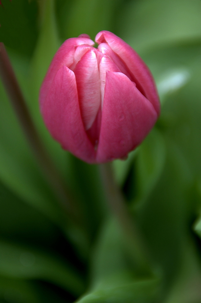 Tulpe