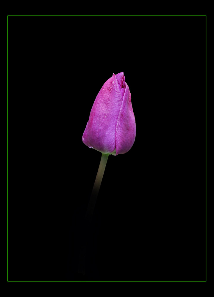 Tulpe