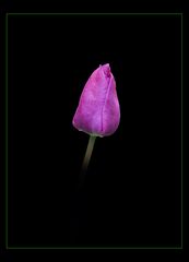 Tulpe