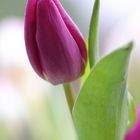 Tulpe