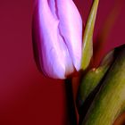 TulpE