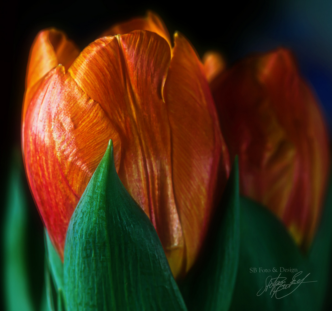 Tulpe