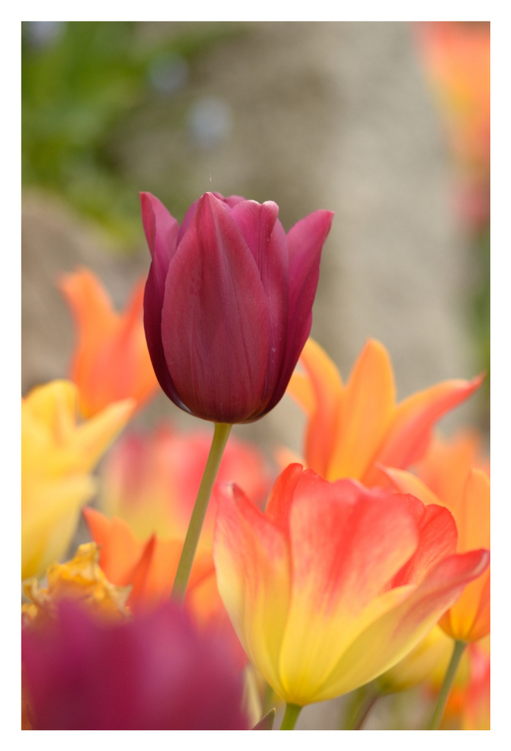 Tulpe