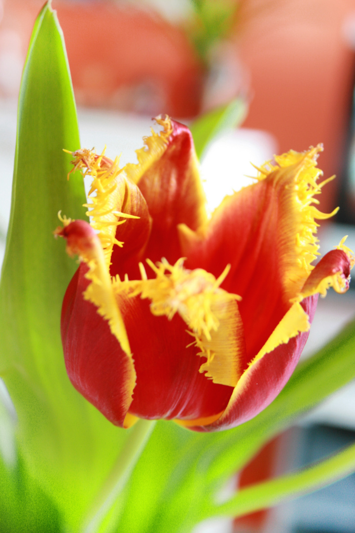 tulpe