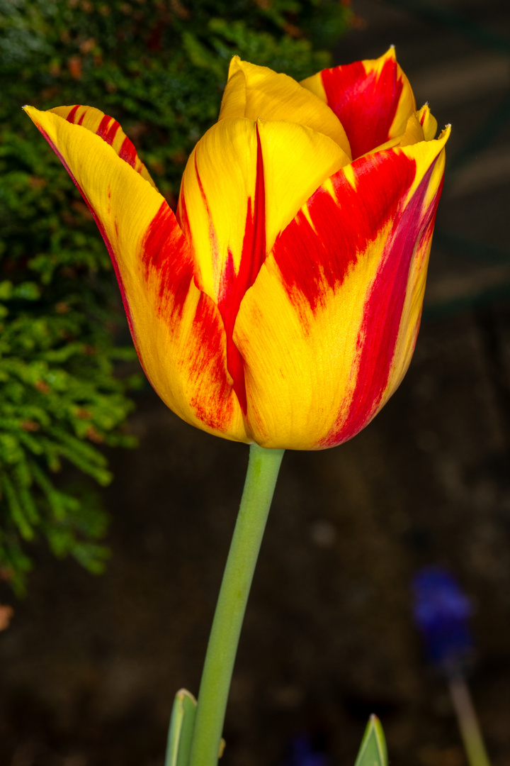 Tulpe