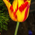 Tulpe