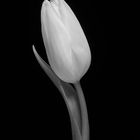 Tulpe