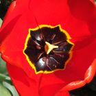 Tulpe