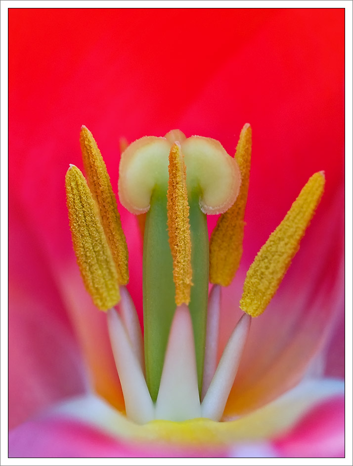 tulpe