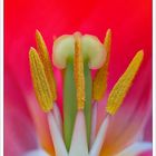 tulpe