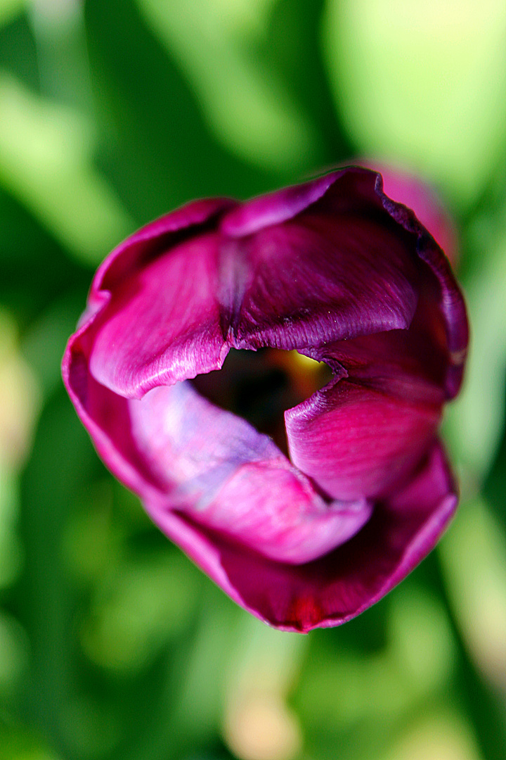 Tulpe