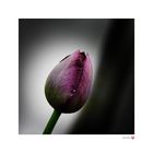 TULPE