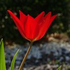 Tulpe