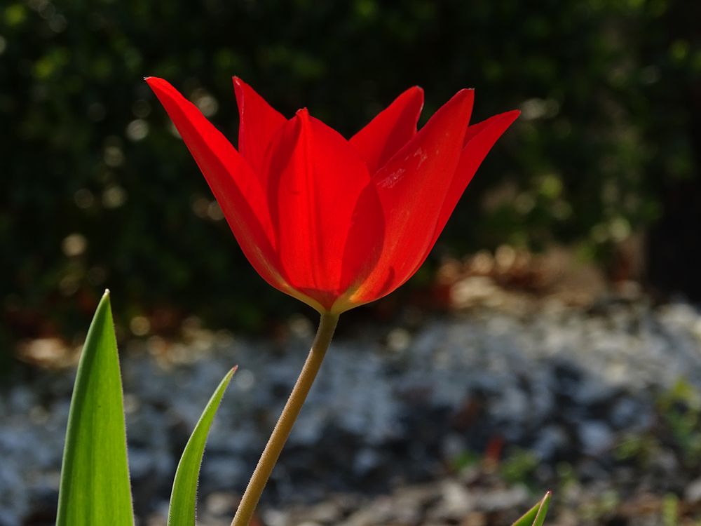 Tulpe