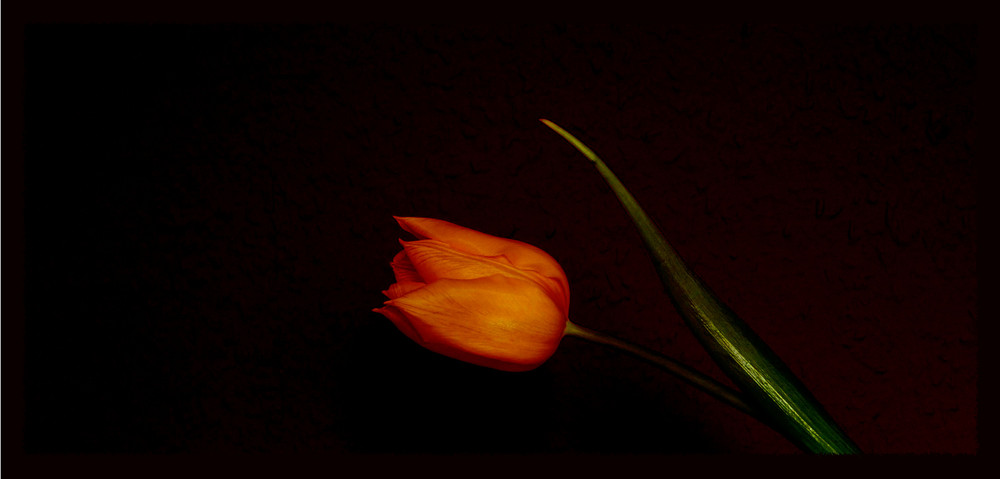 ~Tulpe~