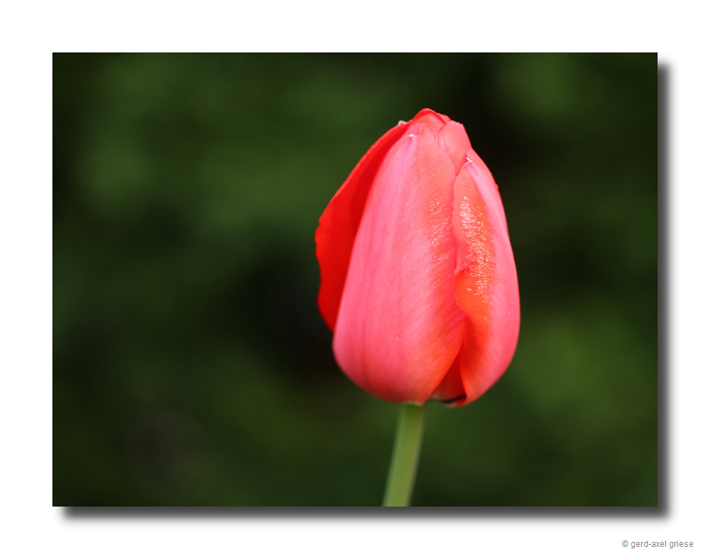 Tulpe # 9603