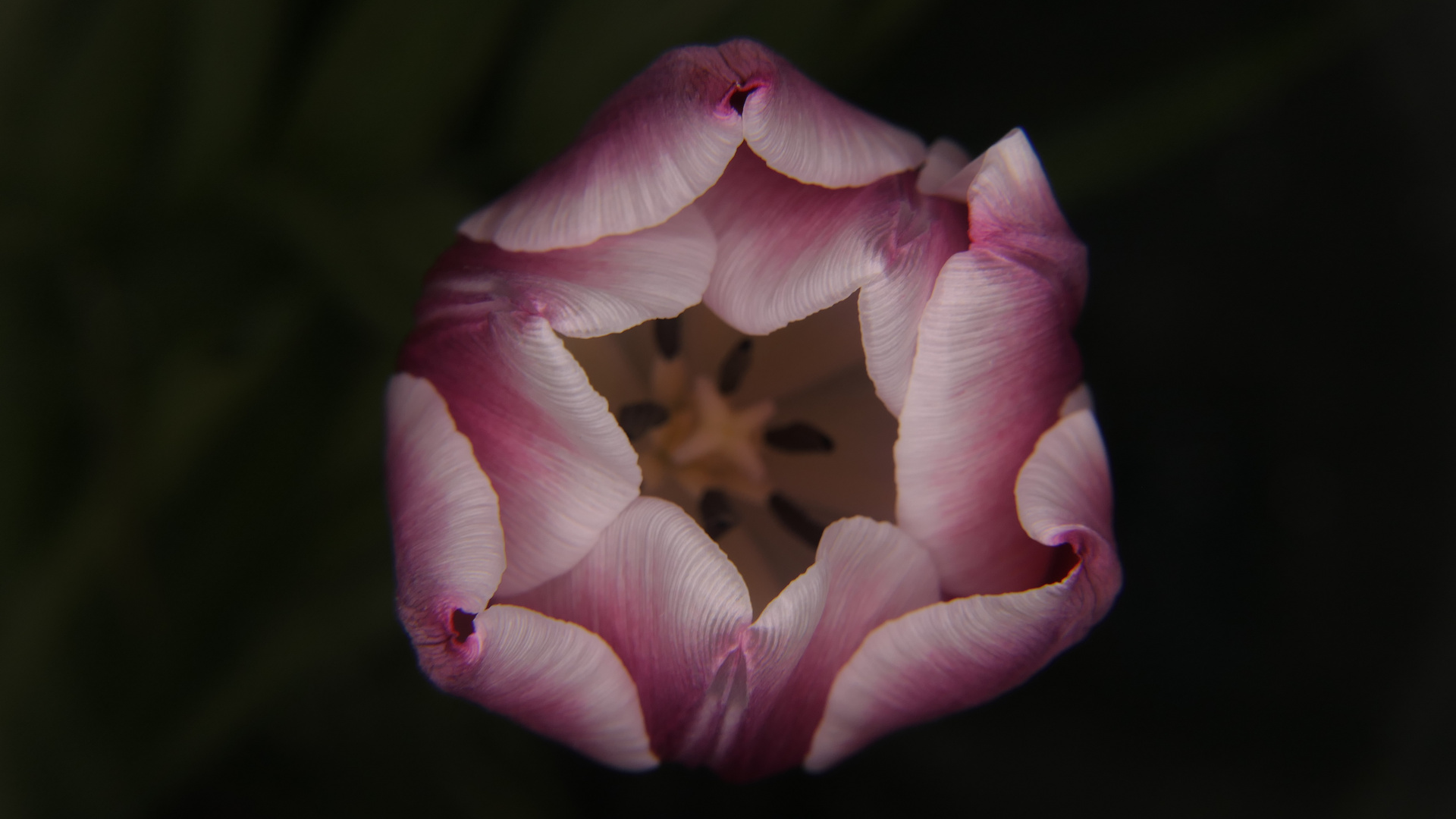 Tulpe