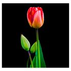 Tulpe