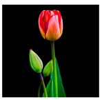 Tulpe