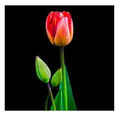 Tulpe