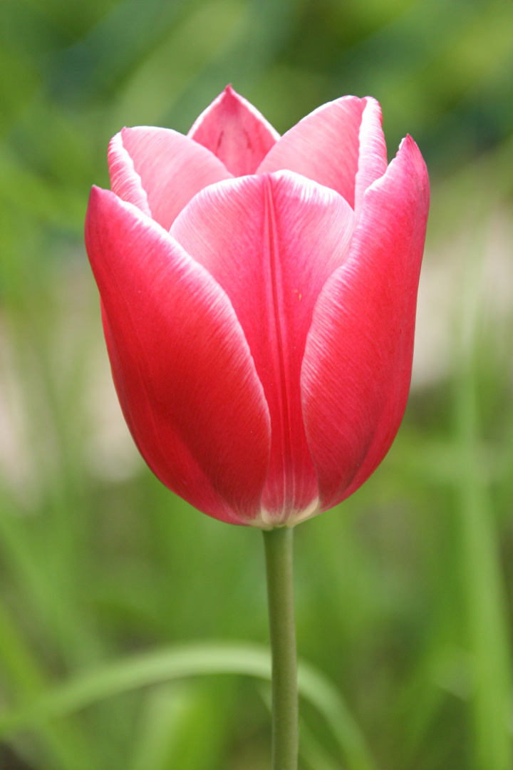 Tulpe