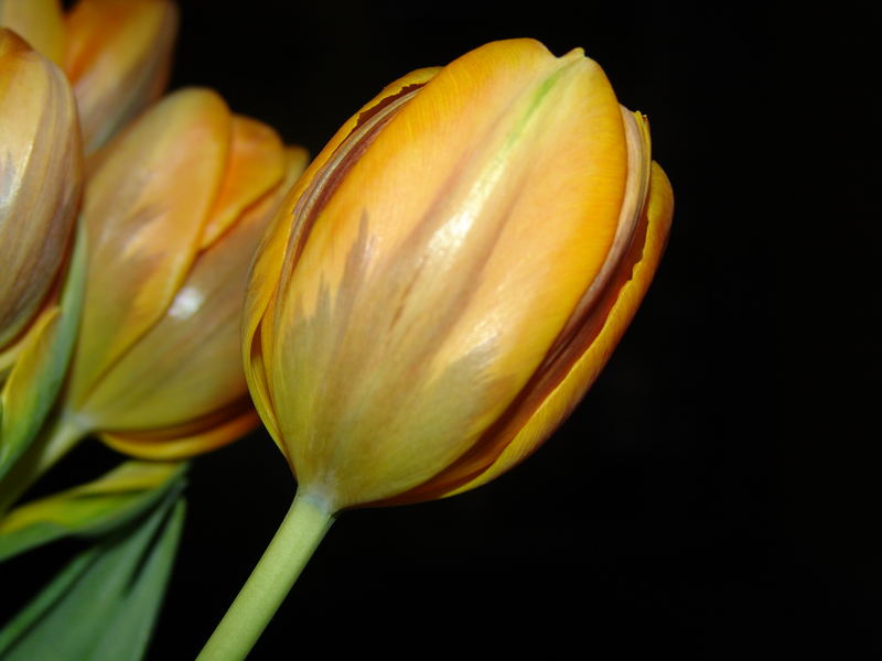 Tulpe