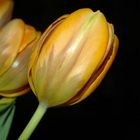 Tulpe