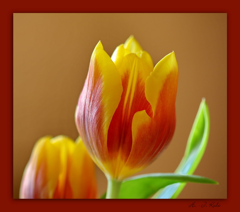 Tulpe