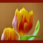 Tulpe