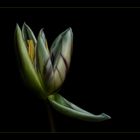 Tulpe 