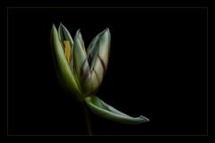 Tulpe 