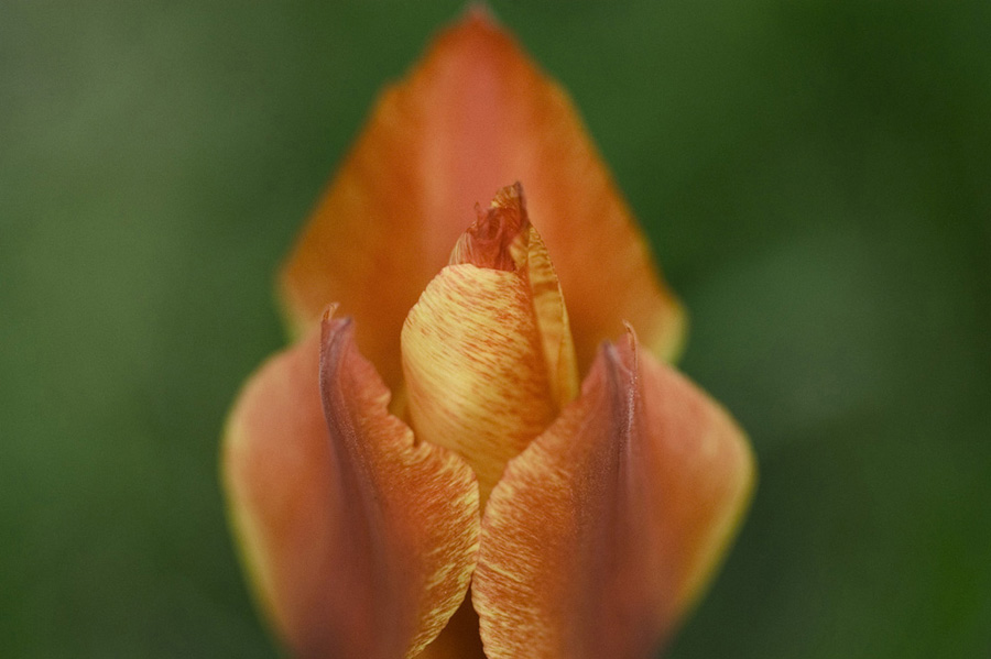 Tulpe