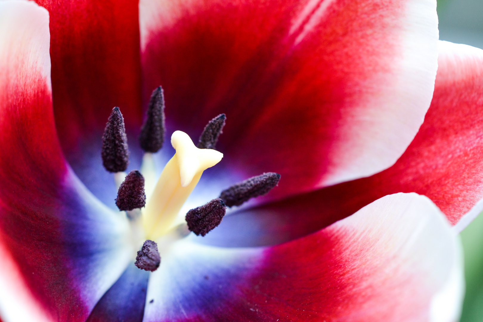 Tulpe