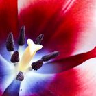 Tulpe