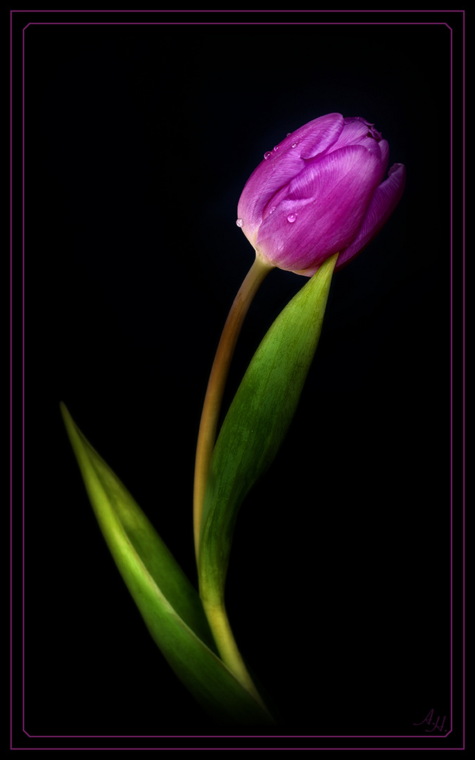 Tulpe